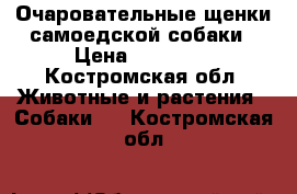 Очаровательные щенки самоедской собаки › Цена ­ 15 000 - Костромская обл. Животные и растения » Собаки   . Костромская обл.